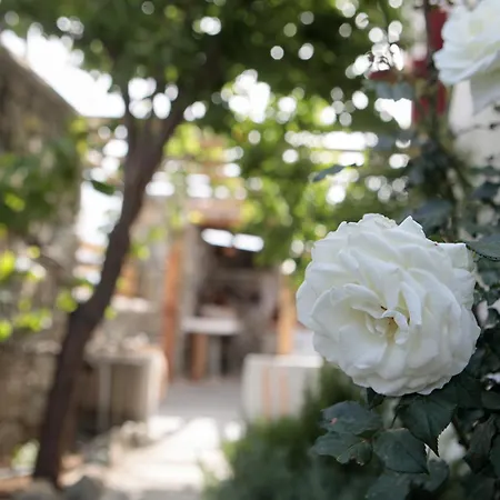 Boriadon Rustic Countryside Homes Vívlos